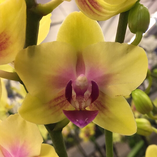 Фаленопсис Мультифлора Спанки (Phalaenopsis Multiflora Orchid Spunky) D6см