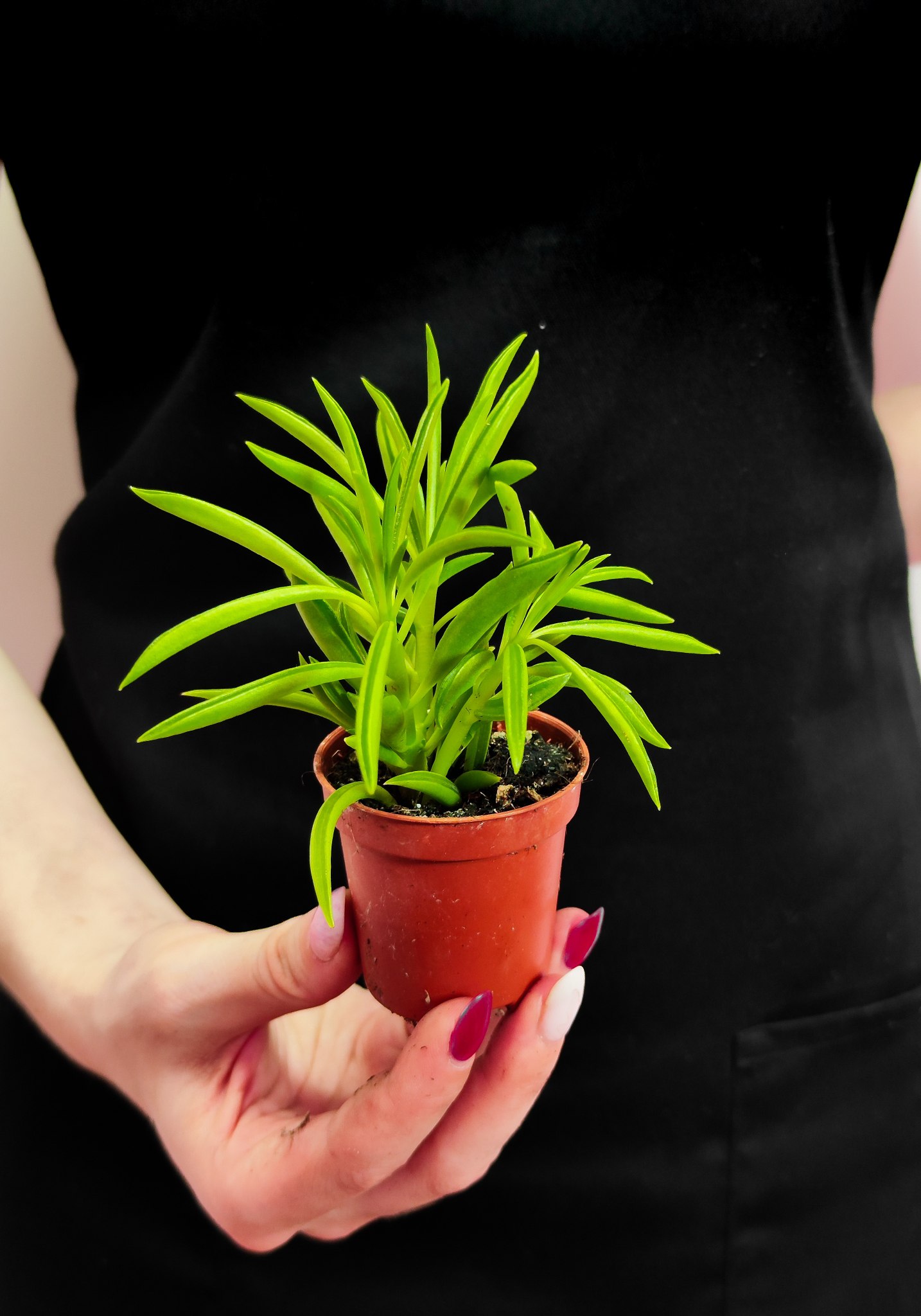 Крестовник Арчера Гималая (Senecio Archeri Himalaya) D6см