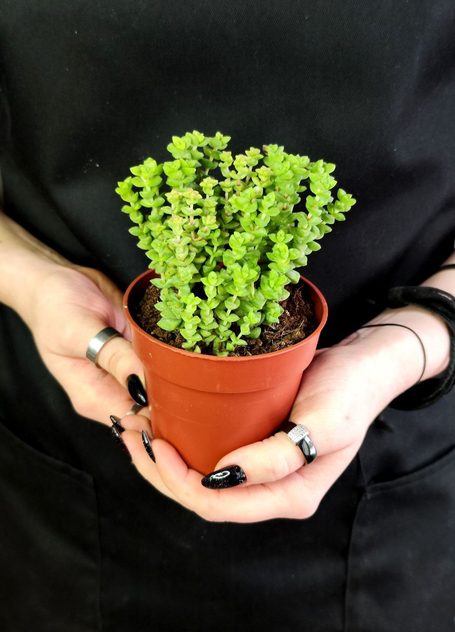 Крассула Рупестрис Том Тумб (Crassula Tom Thub) D8,5см
