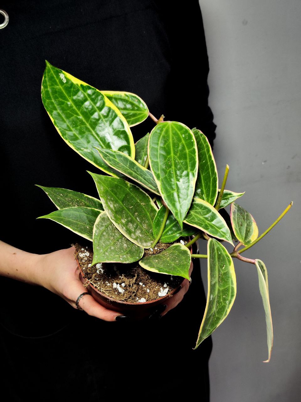 Хойя Макрофилла Альбомаргината (Hoya Macrophylla Albomarginata) D10см