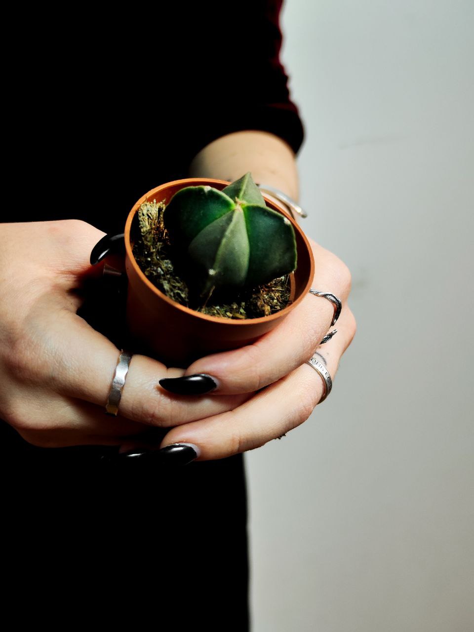 Астрофитум Мириостигма Нудум Квадрикостатум (Astrophytum Myriostigma Nudum Quadricostatum) D5см