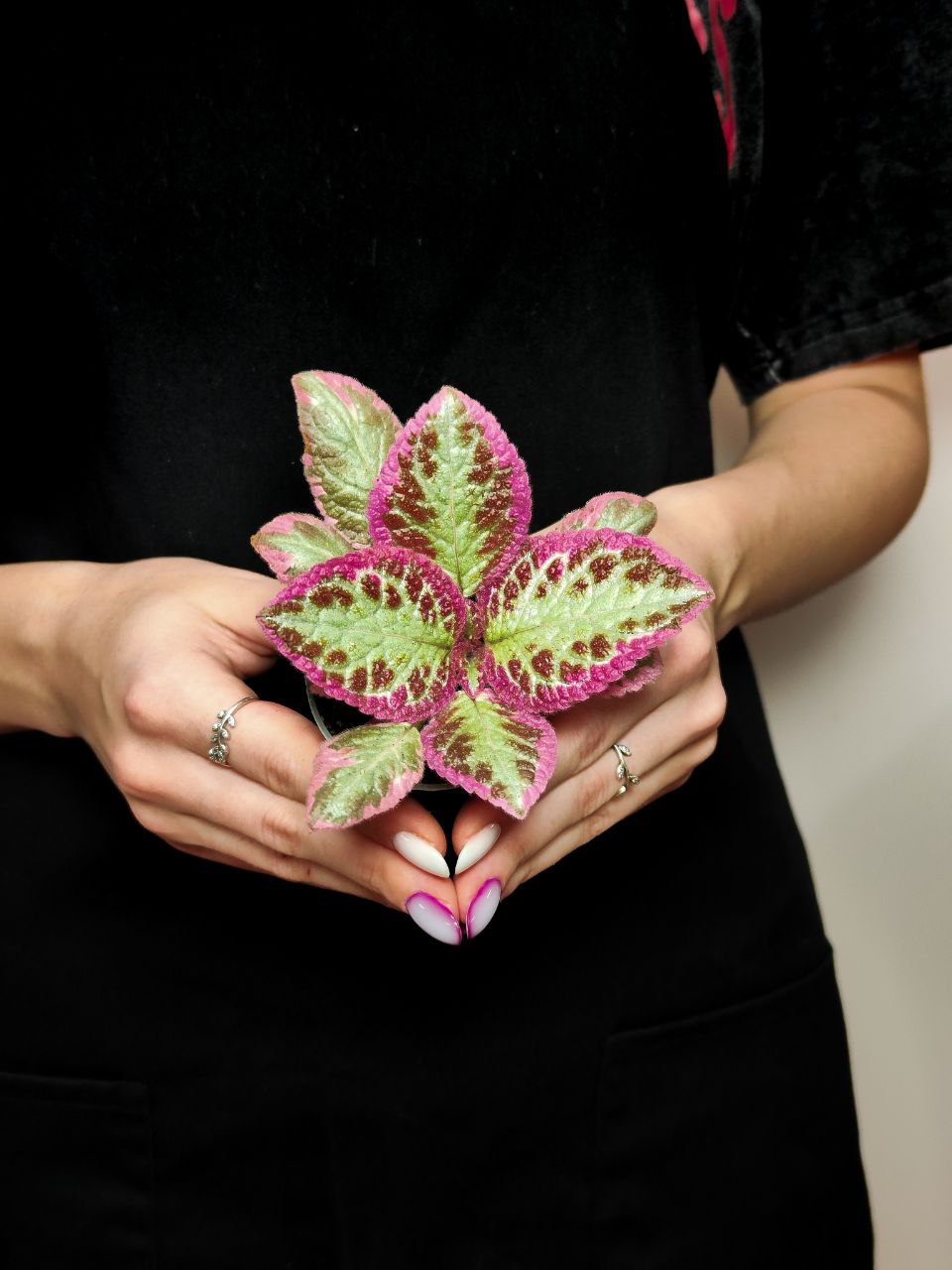 Эписция Пинк Брокадэ (Episcia Pink Brocade) D6см