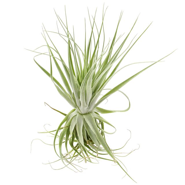 Тилландсия Гарденера (Tillandsia Gardneri)