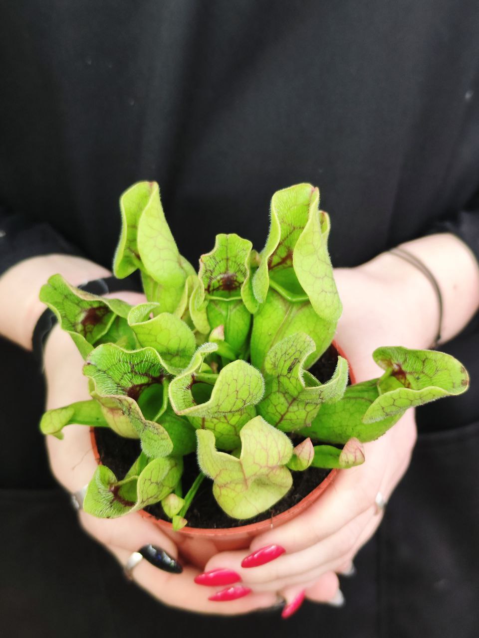 Саррацения Веноза Зеленая (Sarracenia Venosa Green) D9см
