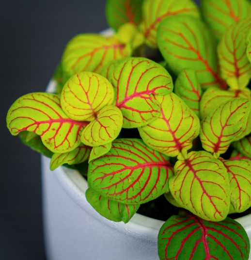 Фиттония Баббл Грин (Fittonia Bubble Green) D8,5см