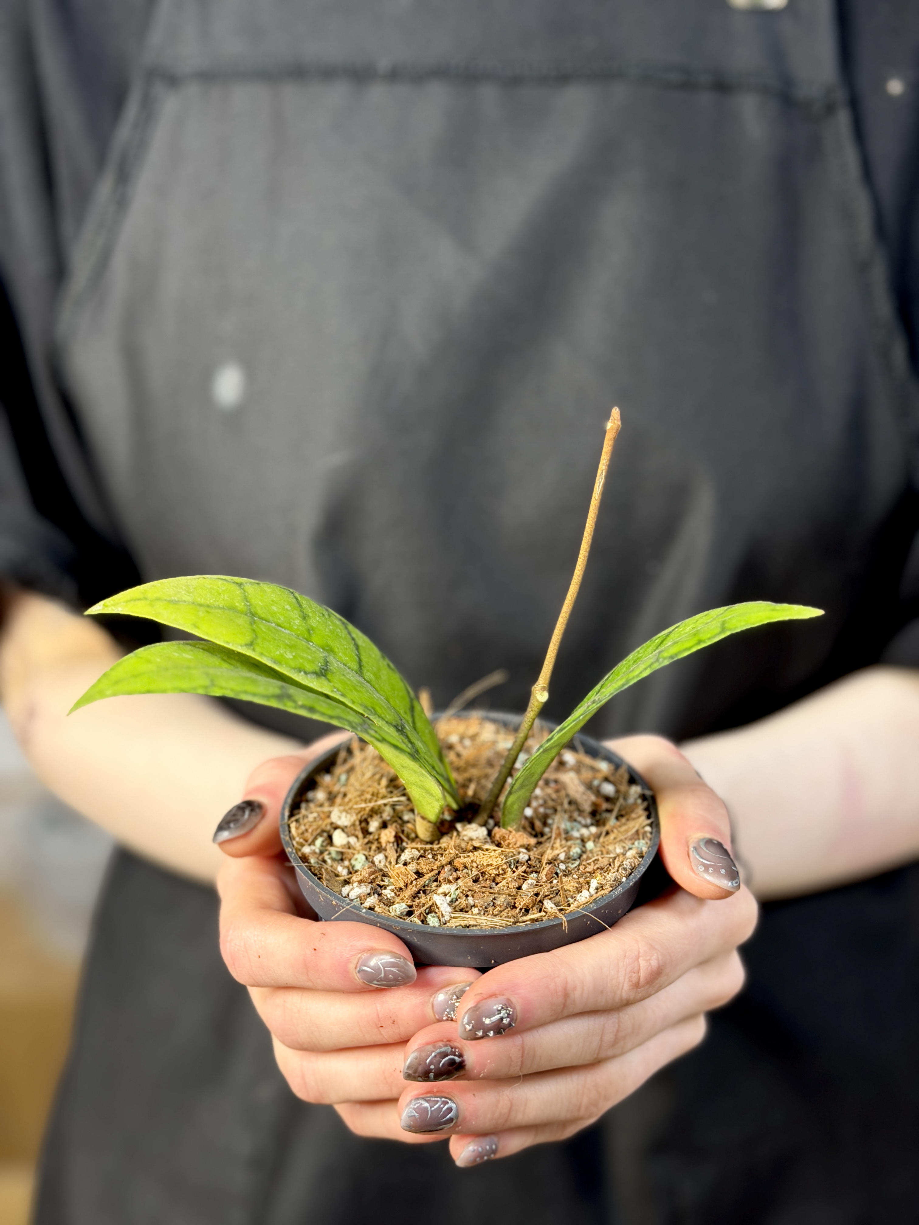 Хойя Блэк Кэт (Hoya Callistophylla Black Cat) D10см