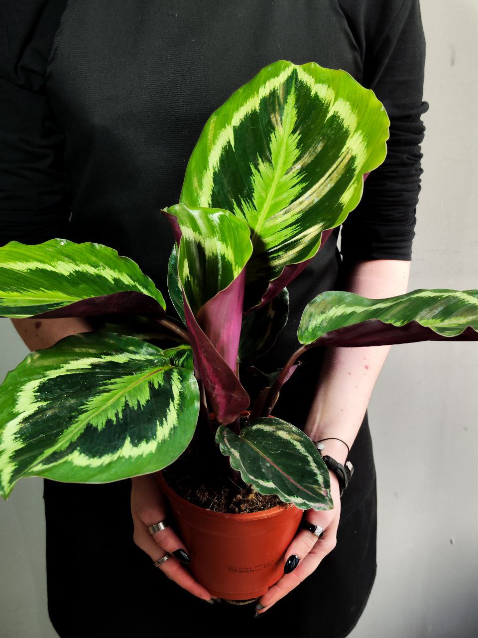 Калатея Медальон (Calathea Roseopicta Medallion) D14см