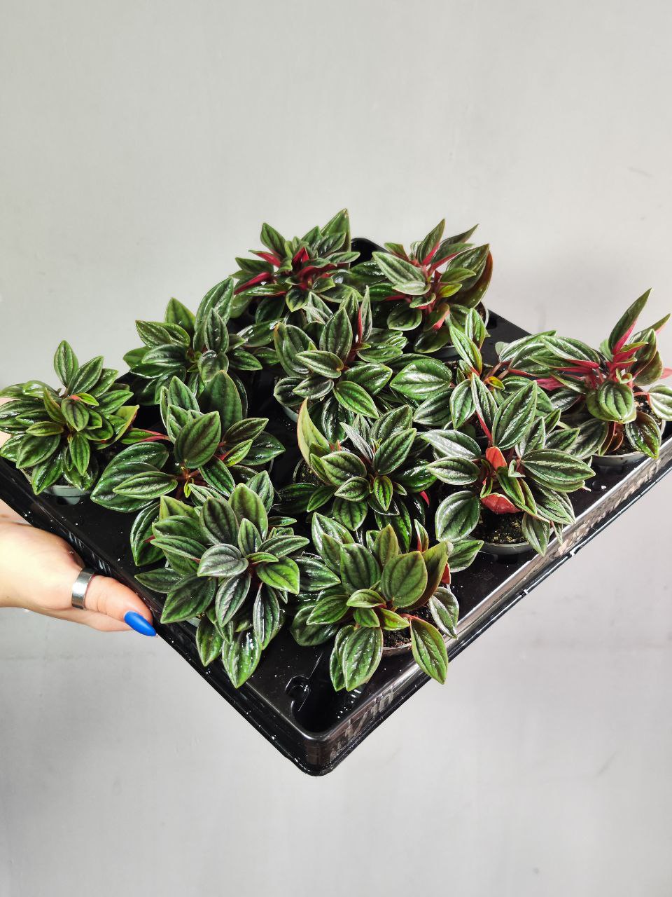 Пеперомия Россо (Peperomia Rosso) D5см