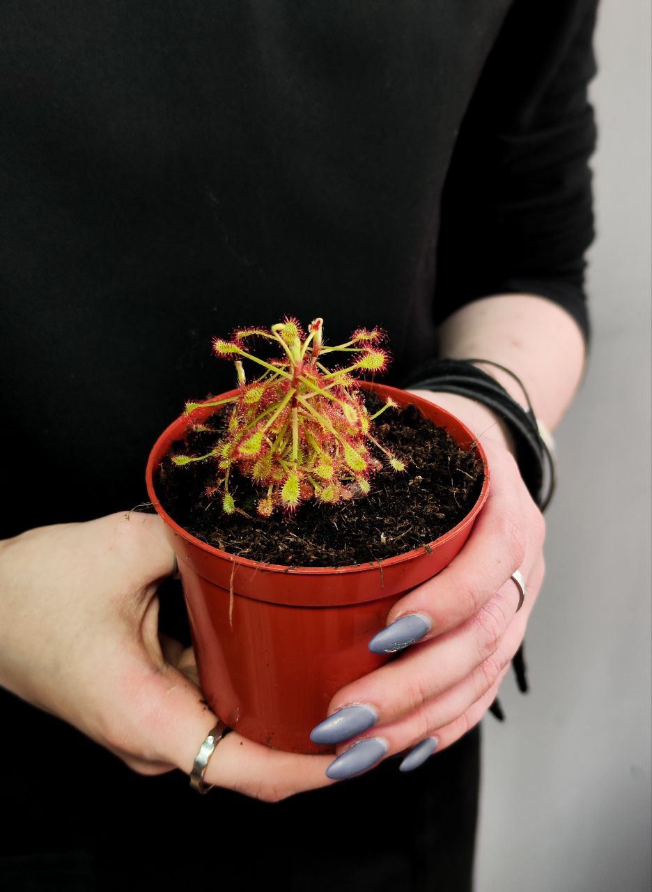 Росянка Мадагаскарская (Drosera Madagascariensis) D9см