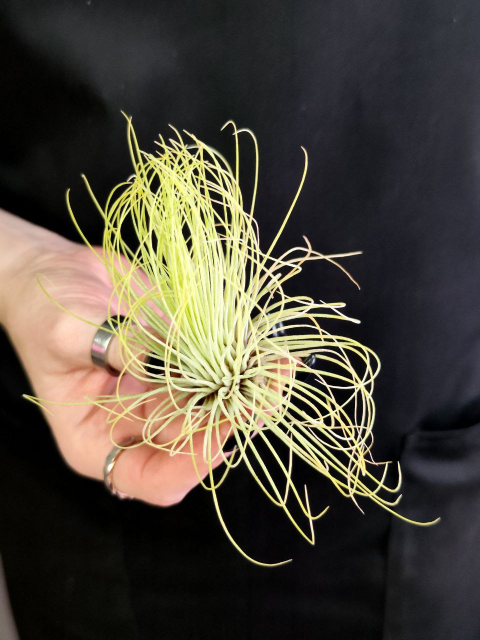 Тилландсия Андреана (Tillandsia Andreana)