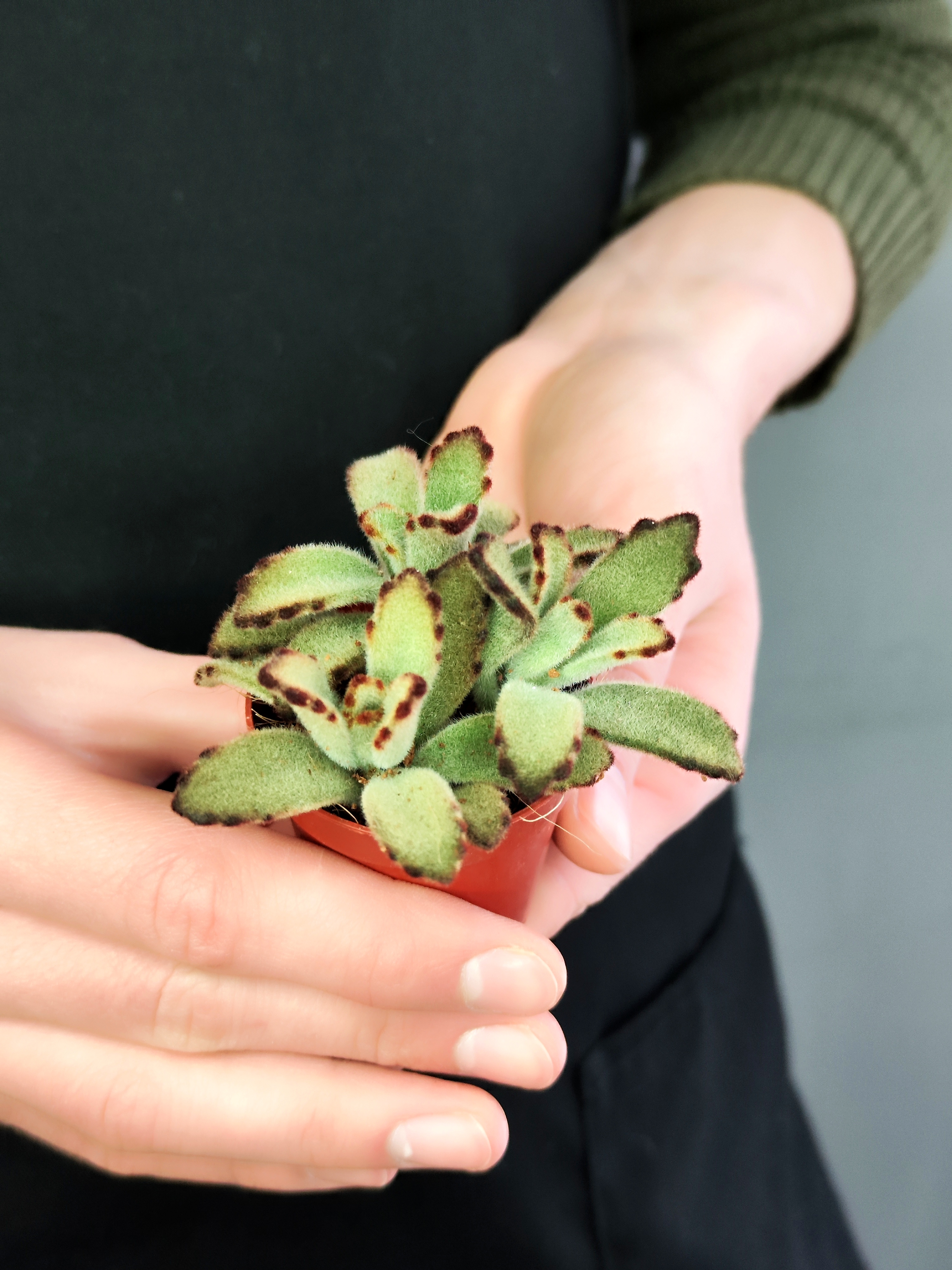 Каланхоэ Томентоза Негра (Kalanchoe Tomentosa Negra) D5см