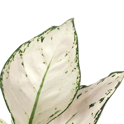 Аглаонема Вайт Джой (Aglaonema White Joy) D12см