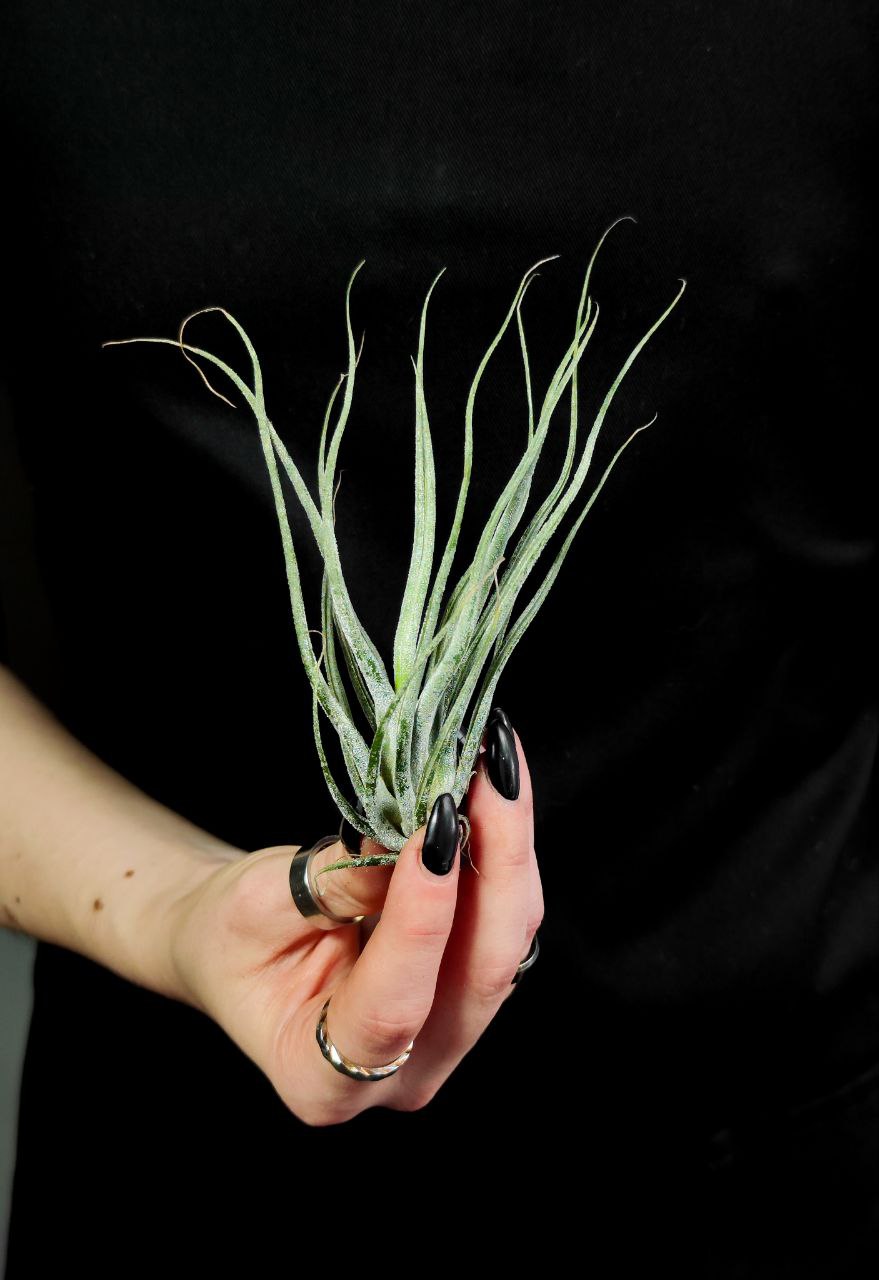 Тилландсия Элерсиана (Tillandsia Ehlersiana)