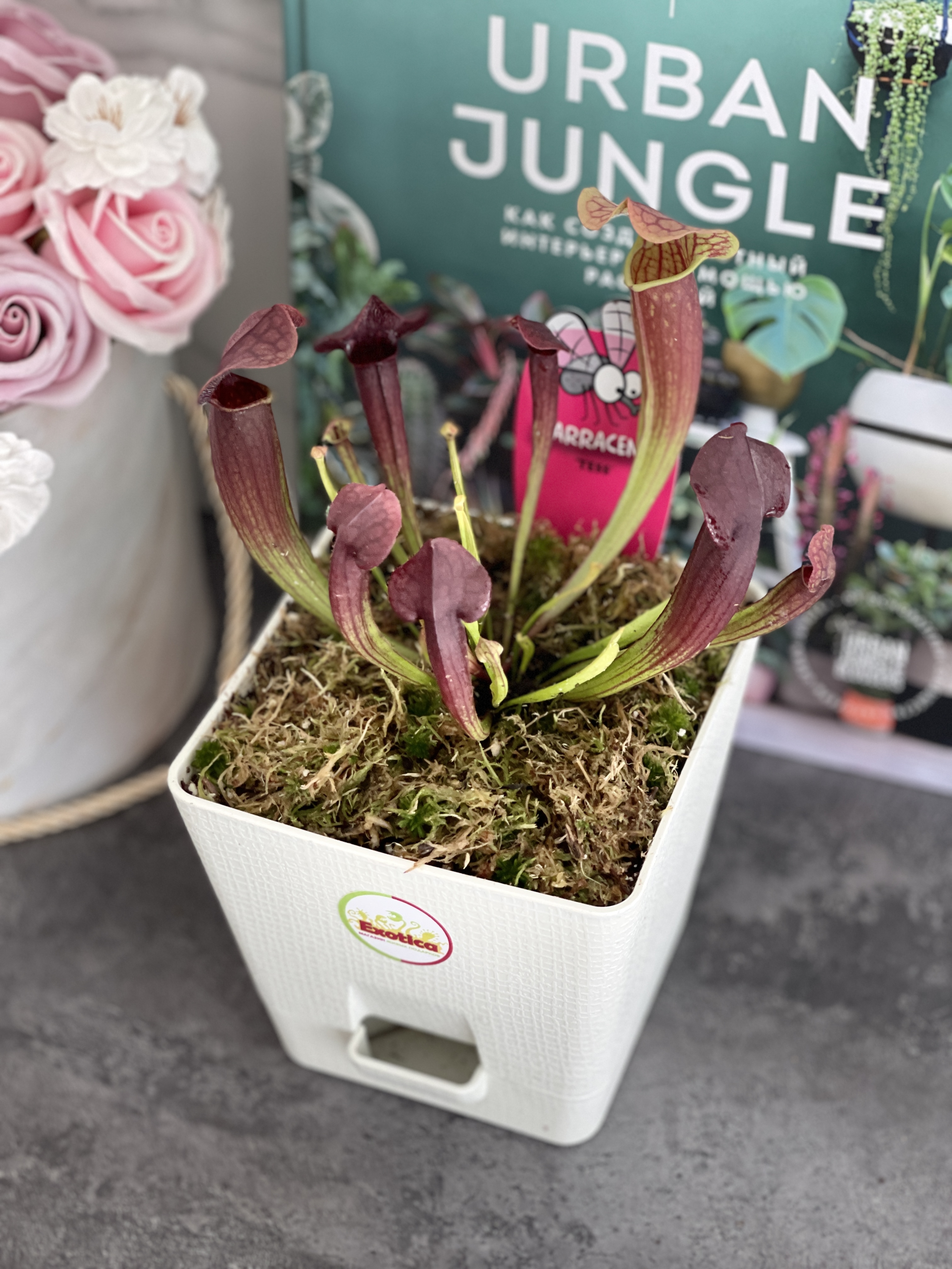 Саррацения Тесс (Sarracenia Tess) пересаженная D12см