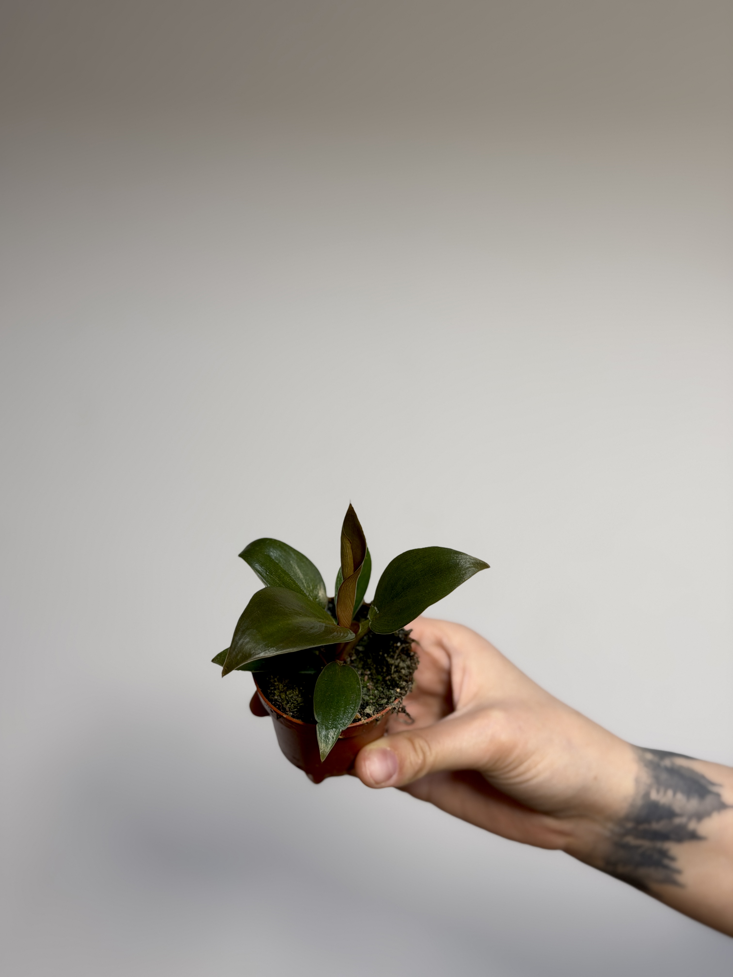 Филодендрон Империал Ред (Philodendron Imperial Red) D6см