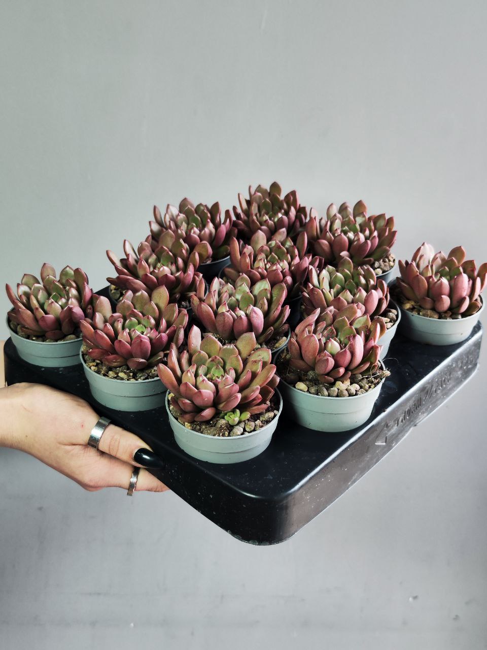 Граптоверия Башфул (Graptoveria Bashful) D6,5см