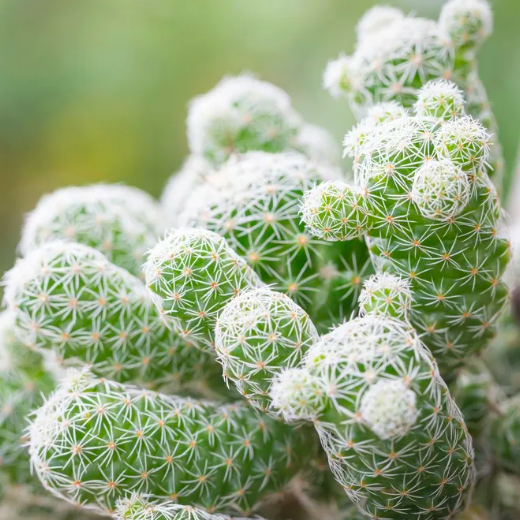 Маммиллярия Грацилис (Mammillaria Gracilis) D5см