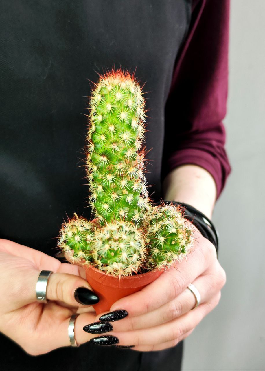 Кактус Маммиллярия Элоганта, или Удлиненная (Cactus Elongata) D5см