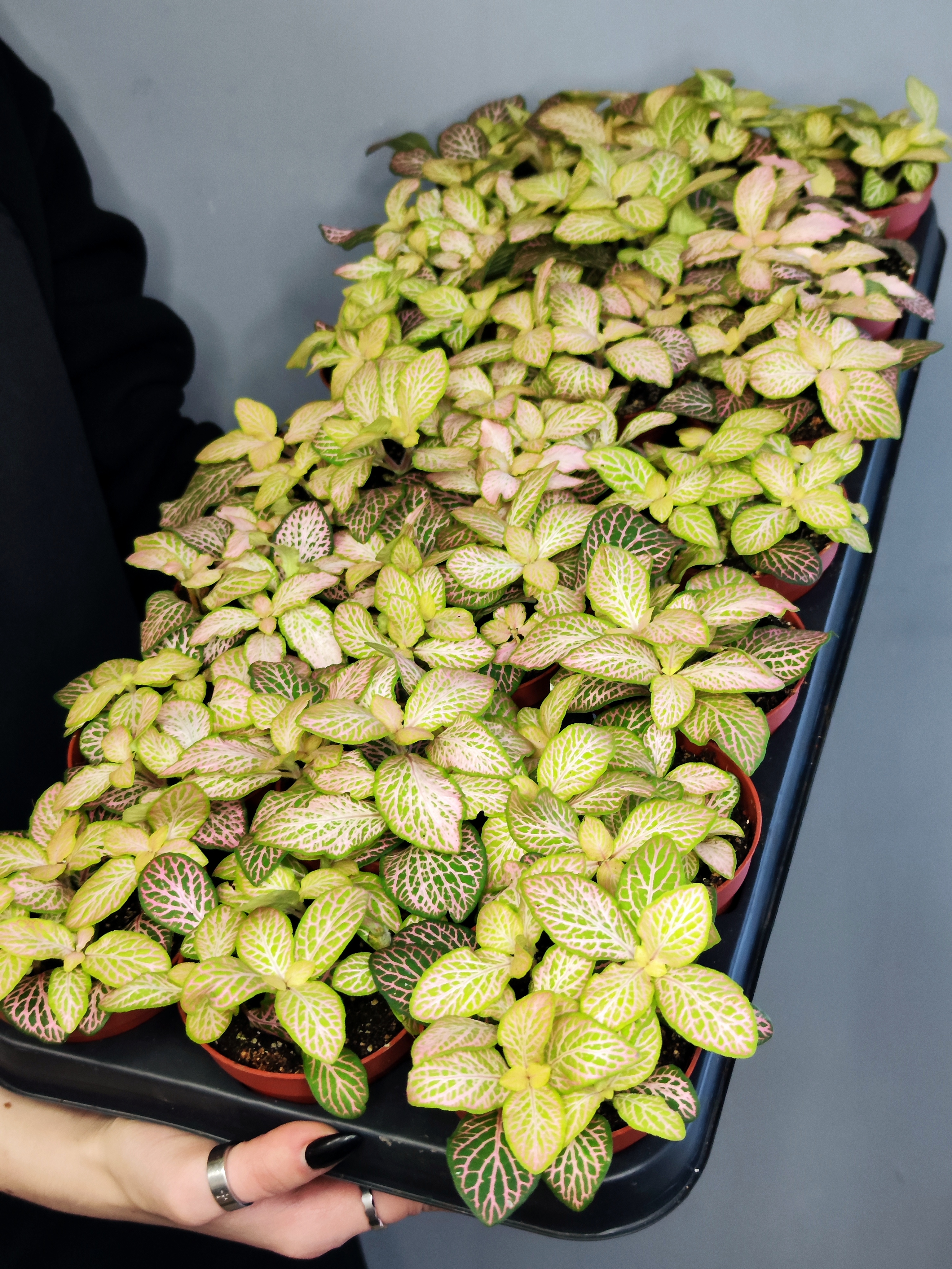 Фиттония Руби Лайм  (Fittonia Sallmon Ruby Lime) D8,5см