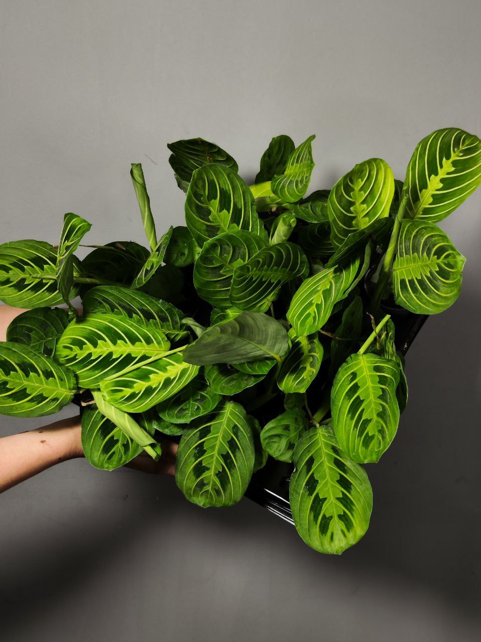 Маранта Лемон Лайм (Maranta Lemon Lime) D6см