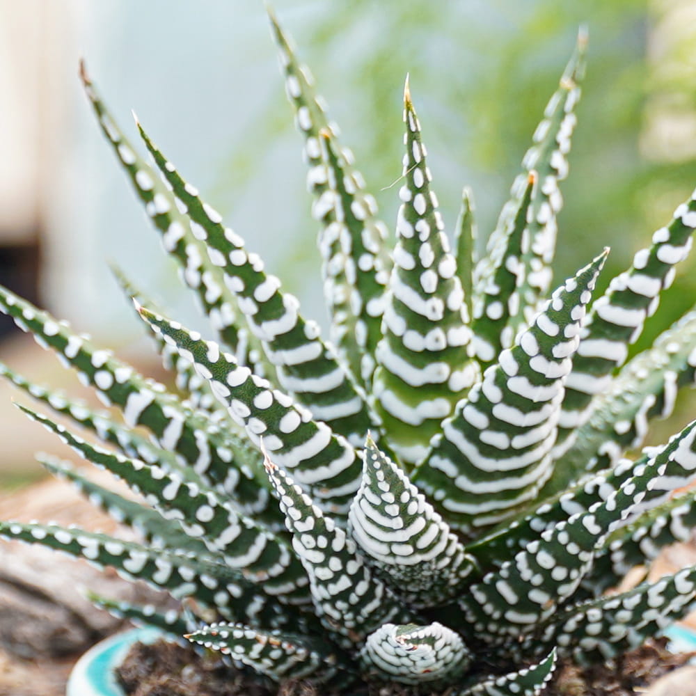 Хавортия Полосатая Альба (Haworthia Fasciata Alba) D5см