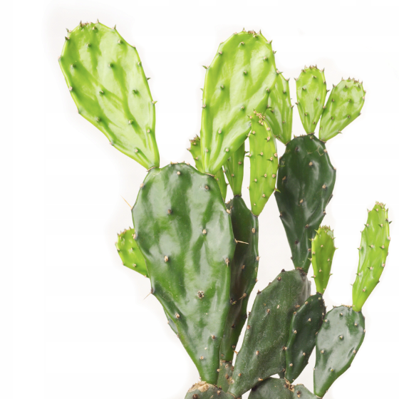 Опунция Ямайская (Opuntia Jamaicensis) D6см