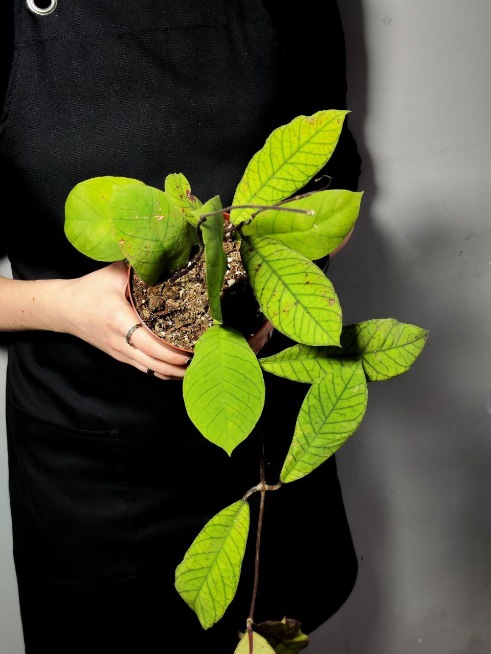 Хойя Сабах (Hoya Callistophylla Sp. Sabah) D12см