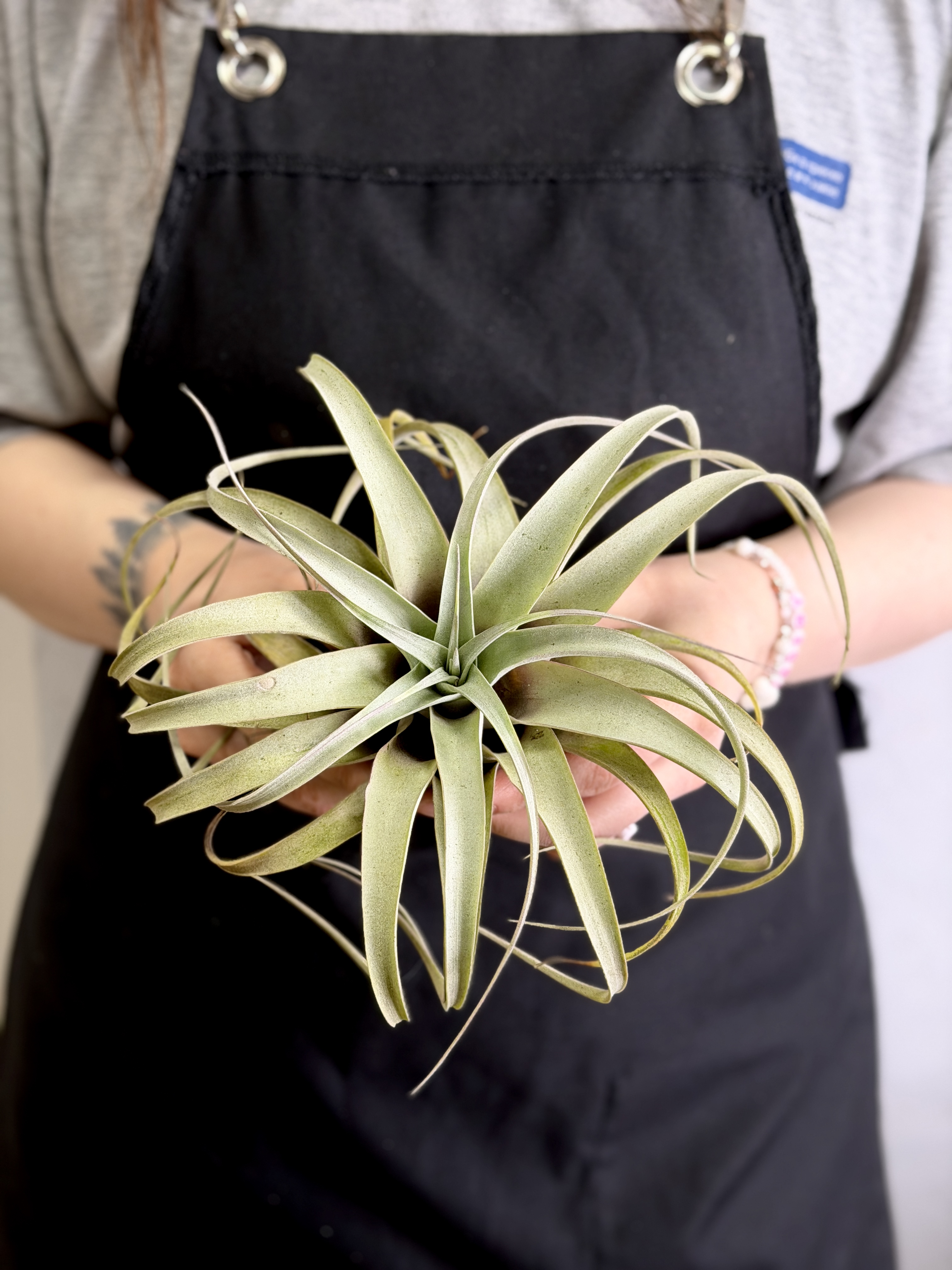 Тилландсия Ксерографика XL (Tillandsia Xerographica XL)