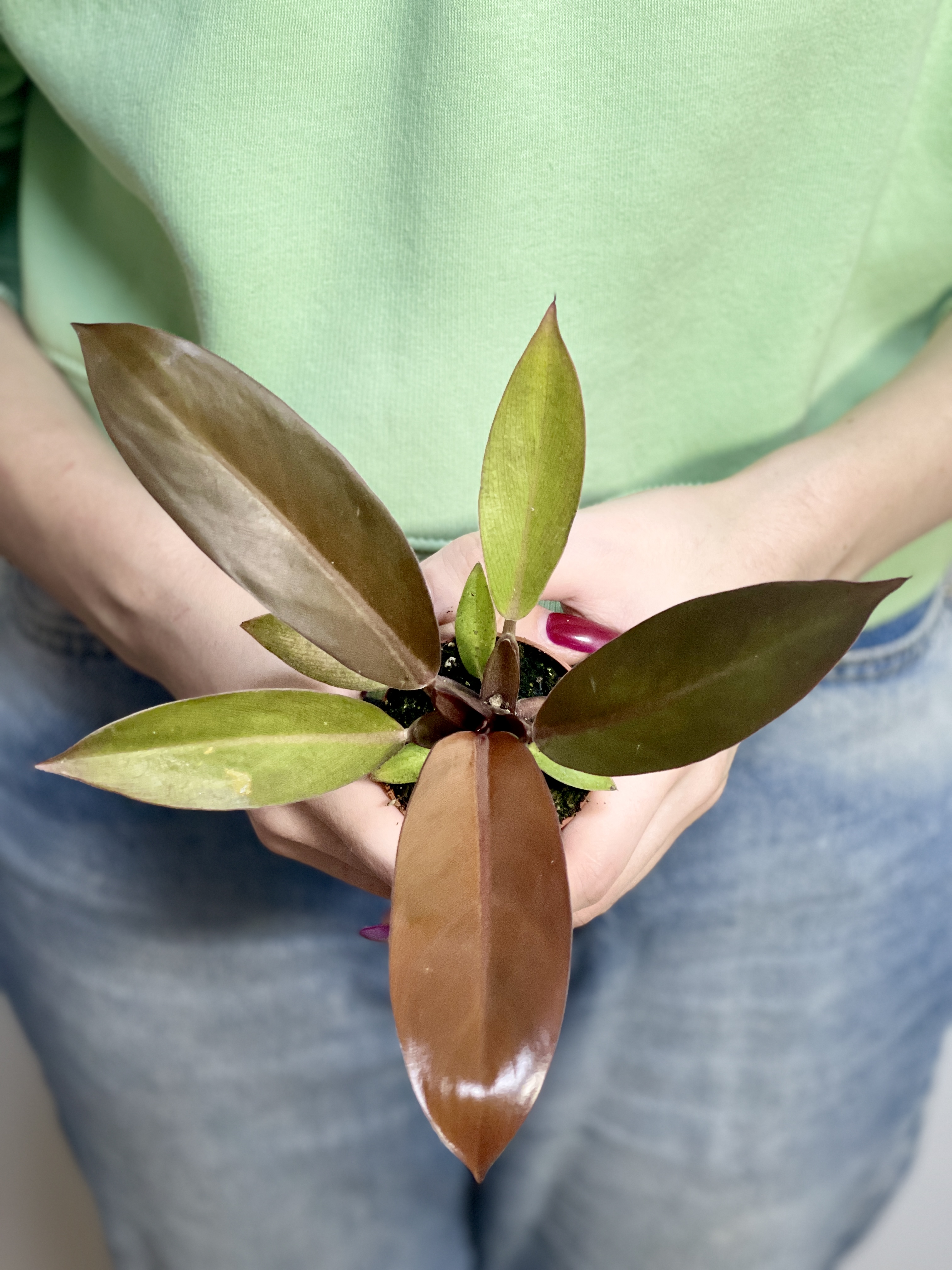 Филодендрон Блэк Кардинал (Philodendron Black Cardinal) D6см