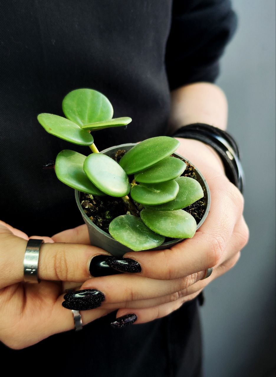 Пеперомия Тетрафилла Хоуп (Peperomia Tetraphylla Hope) D5см