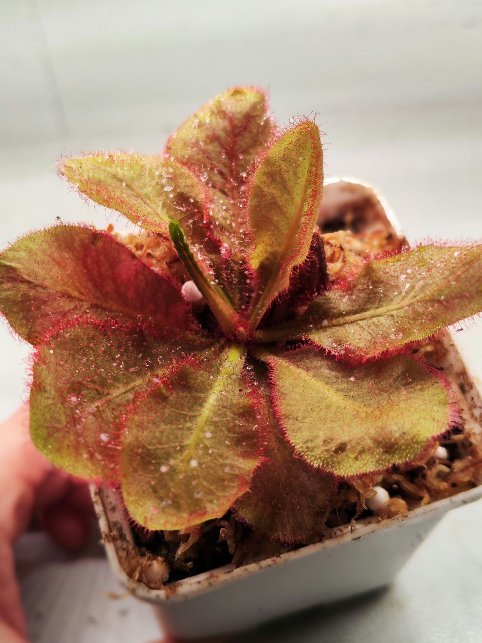 Росянка Андромеда (Drosera Andromeda) D9см