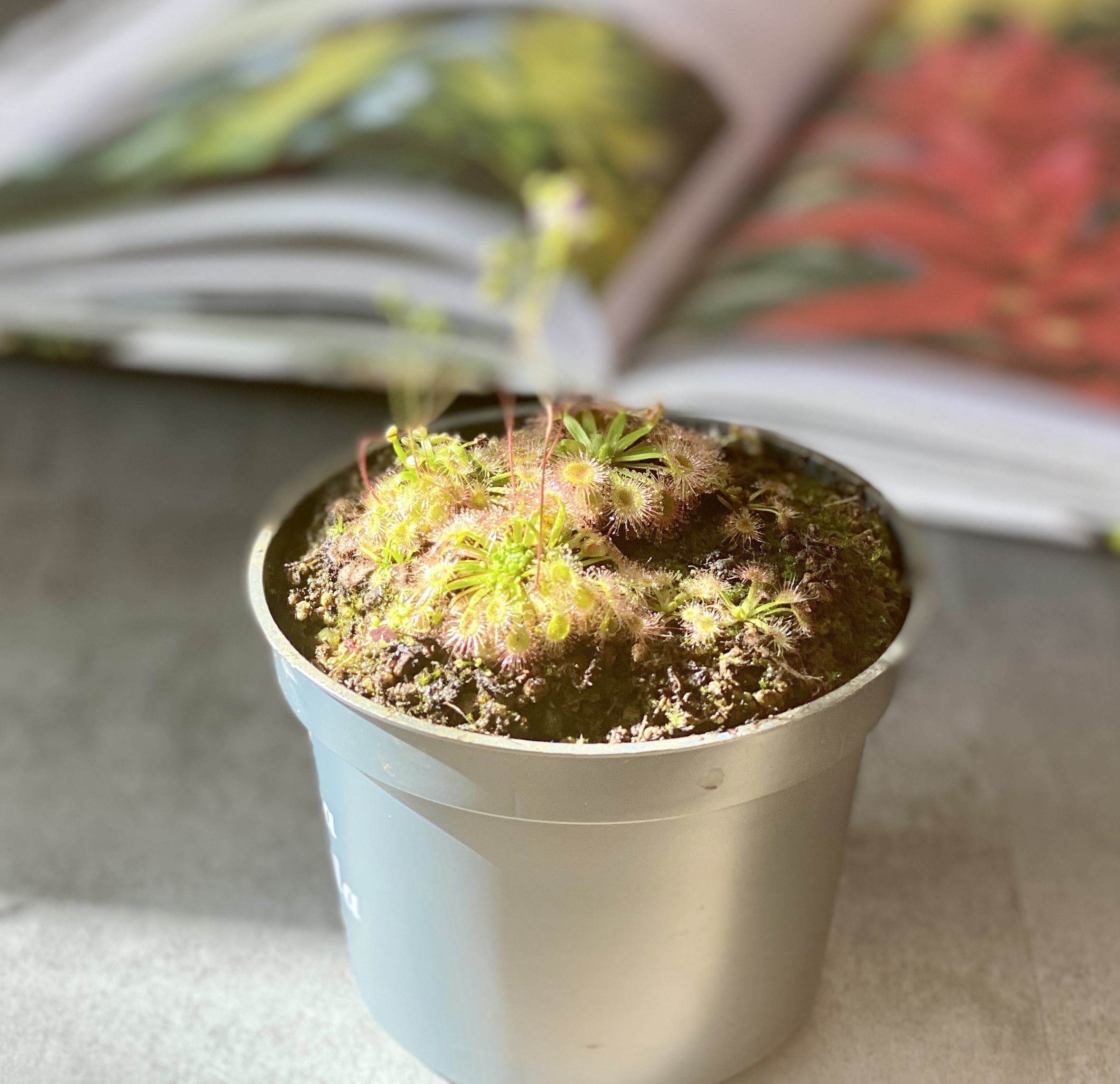 Росянка (лат. Drosera pulchella x omissa) D9см.