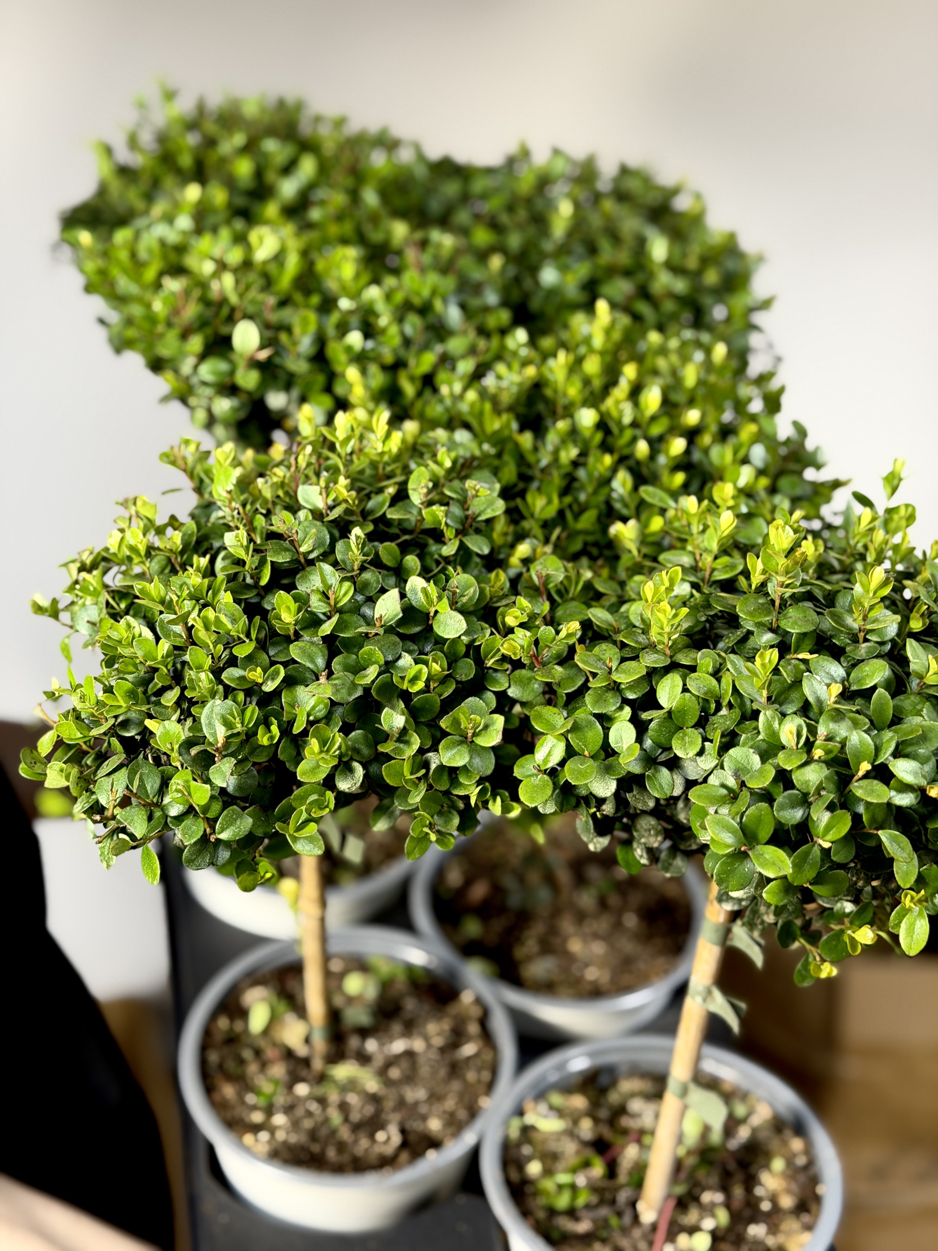 Мирсина Африканская (Myrsine Africana) D14см