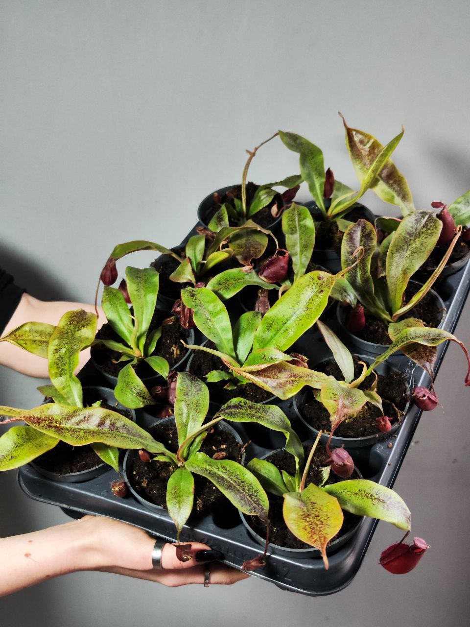 Непентес Ампулярия Красная (Nepenthes Ampullaria Red) D9см
