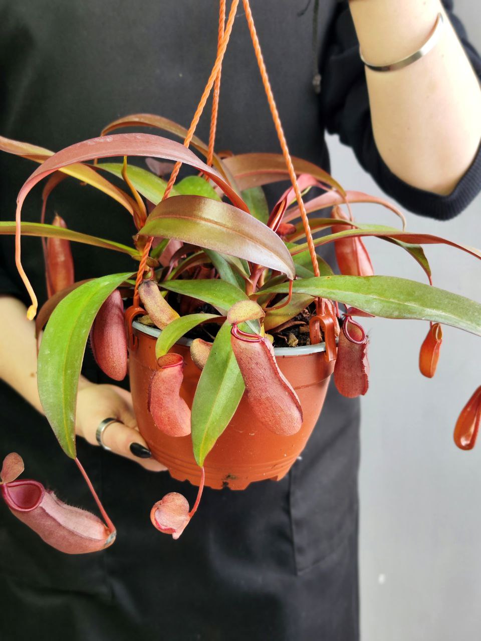 Непентес Сангвинея (Nepenthes Sanguinea) D14см в подвесном кашпо