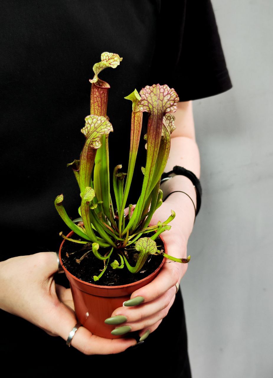 Саррацения Джудит Хиндл (Sarracenia «Judith Hindle») D9см