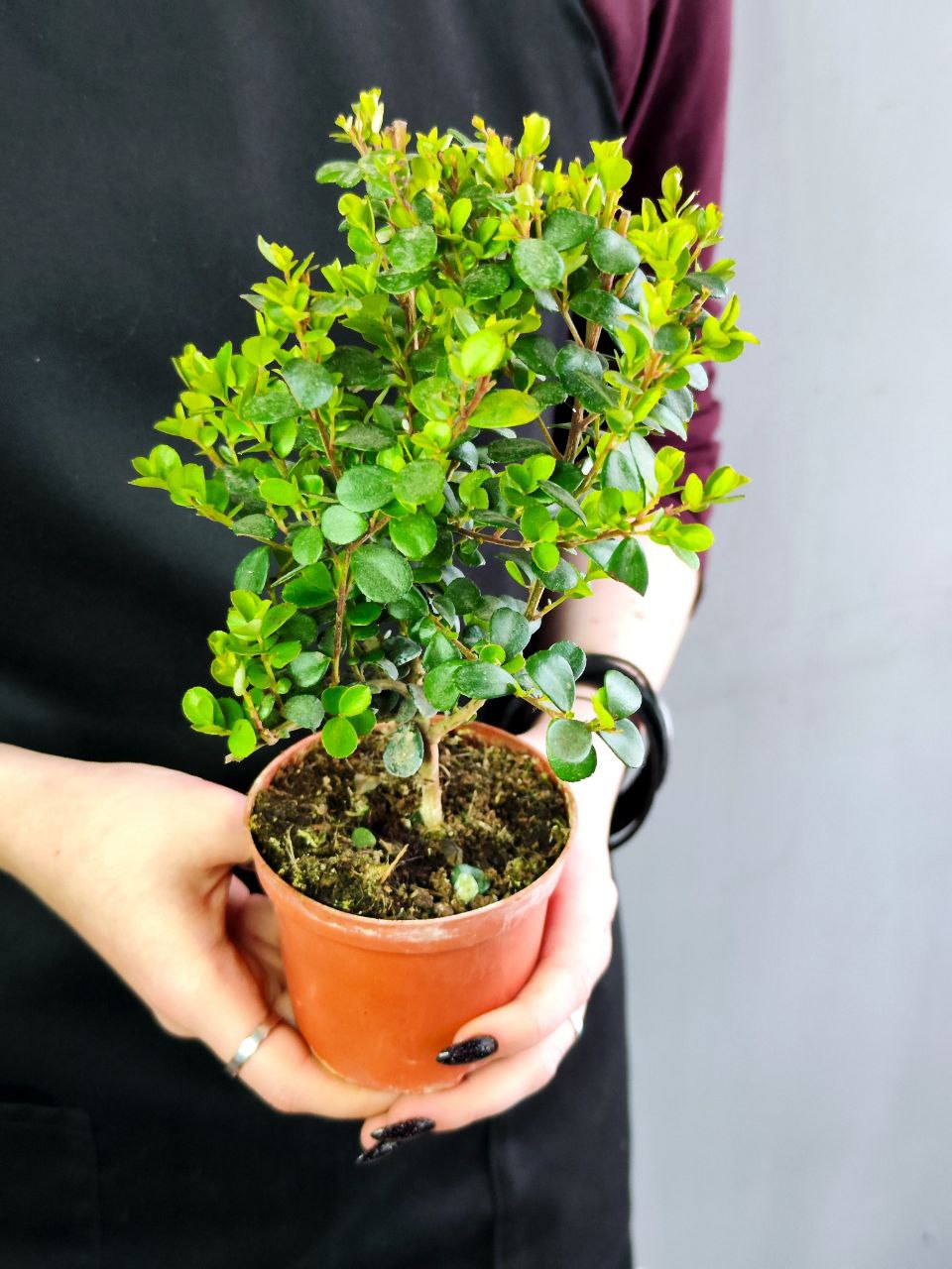 Мирсина Африканская (Myrsina Аfricana) D8,5см