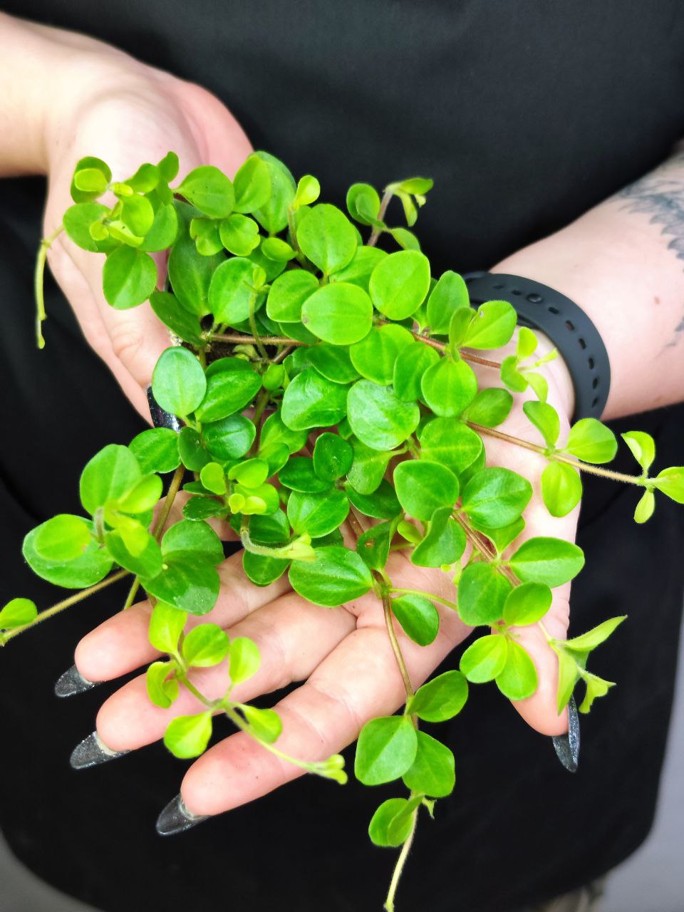 Пеперомия Круглолистная (Peperomia Rotundifolia) D5см