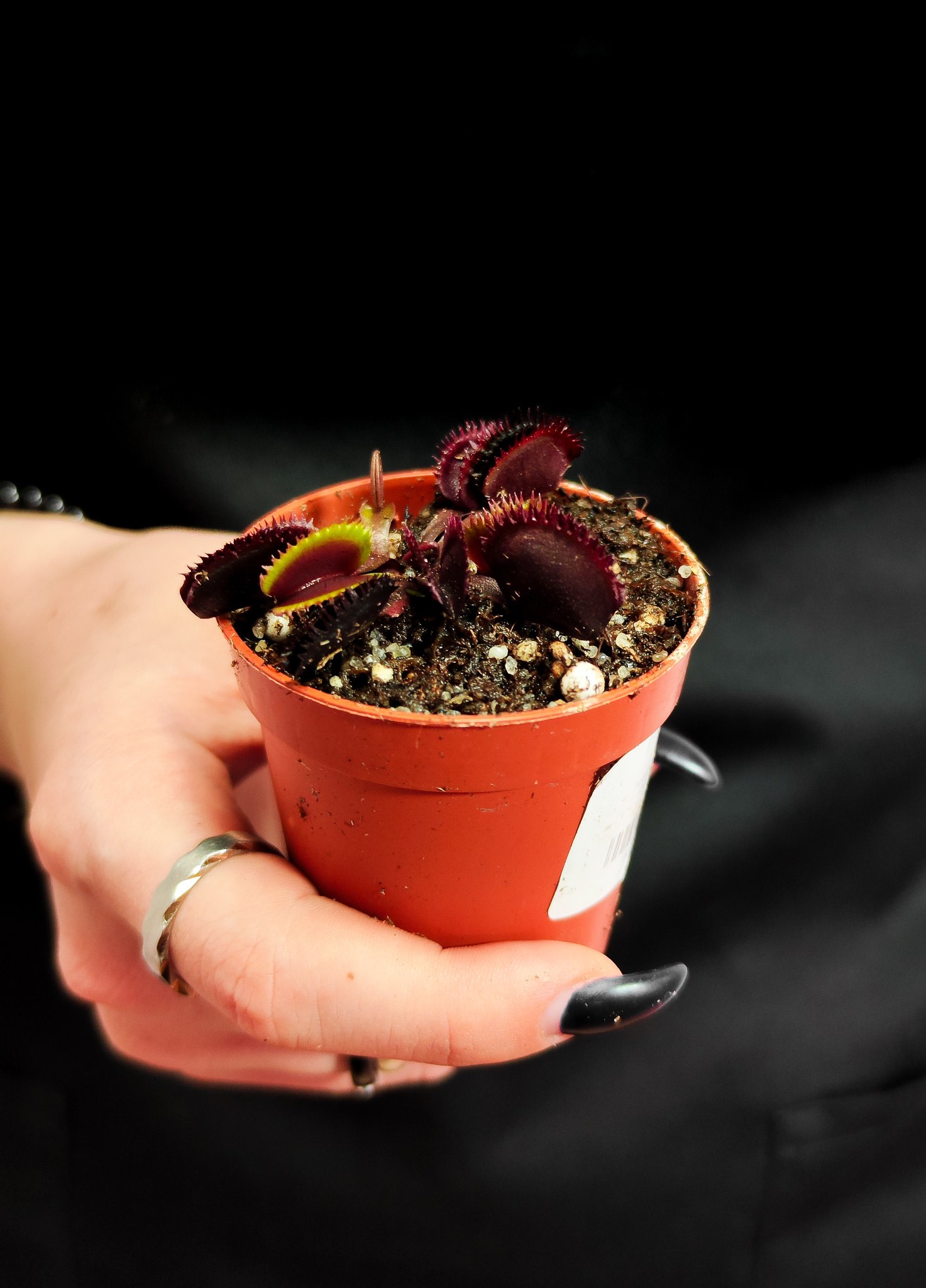 Венерина Мухоловка Боемский Гранат (Dionaea Muscipula Bohemian Garnet) D5см