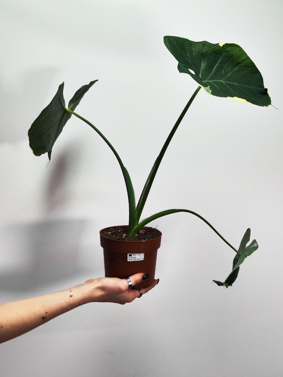 Алоказия Микки Маус (Alocasia Xanthosoma Mickey Mous) D12см