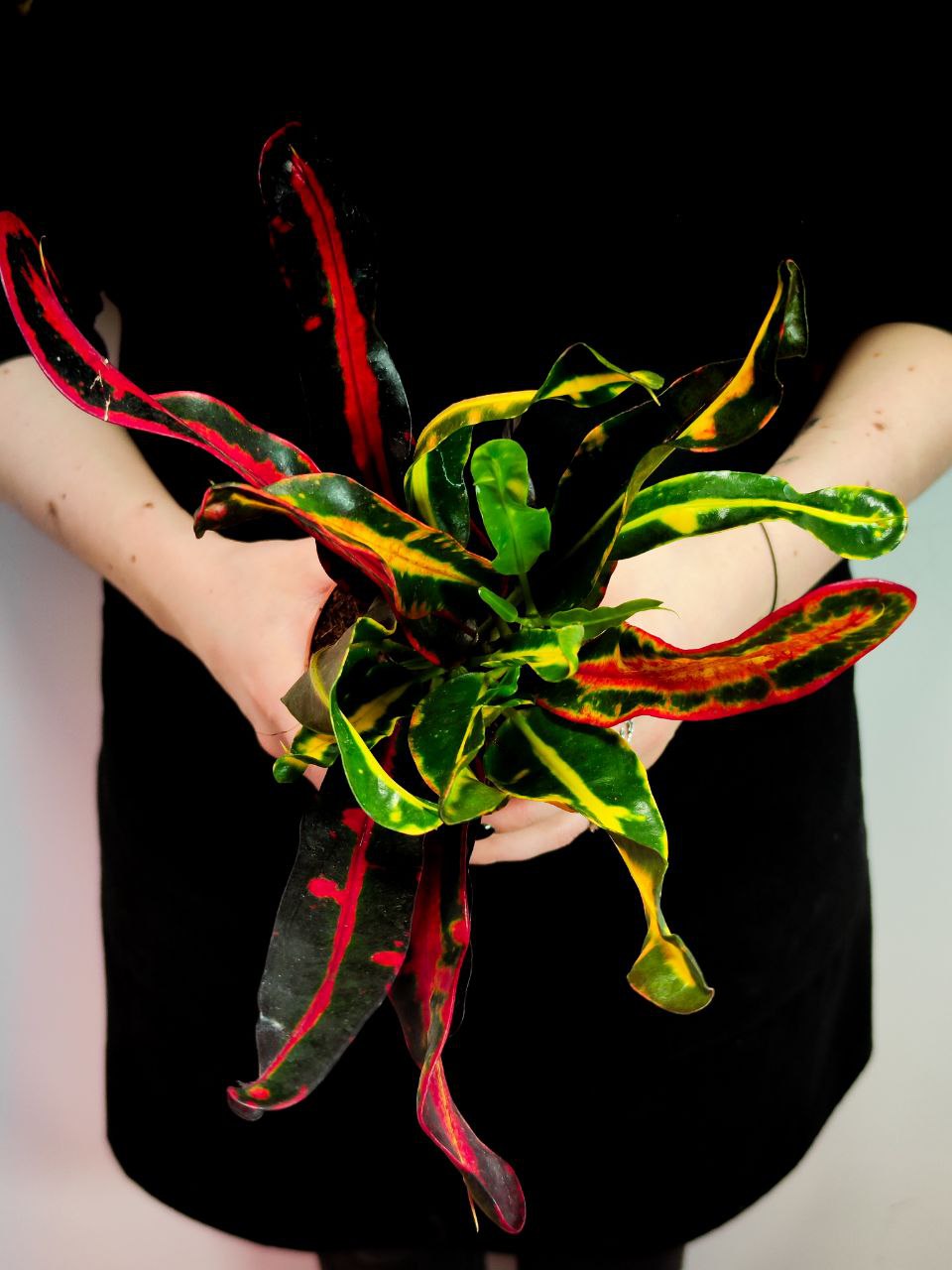 Кодиеум (Кротон) Мамми (Codiaeum Mammy) D9см