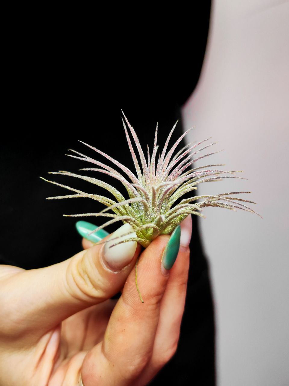Тилландсия Ионанта Пинк (Tillandsia Ionantha Pink), атмосферное растение