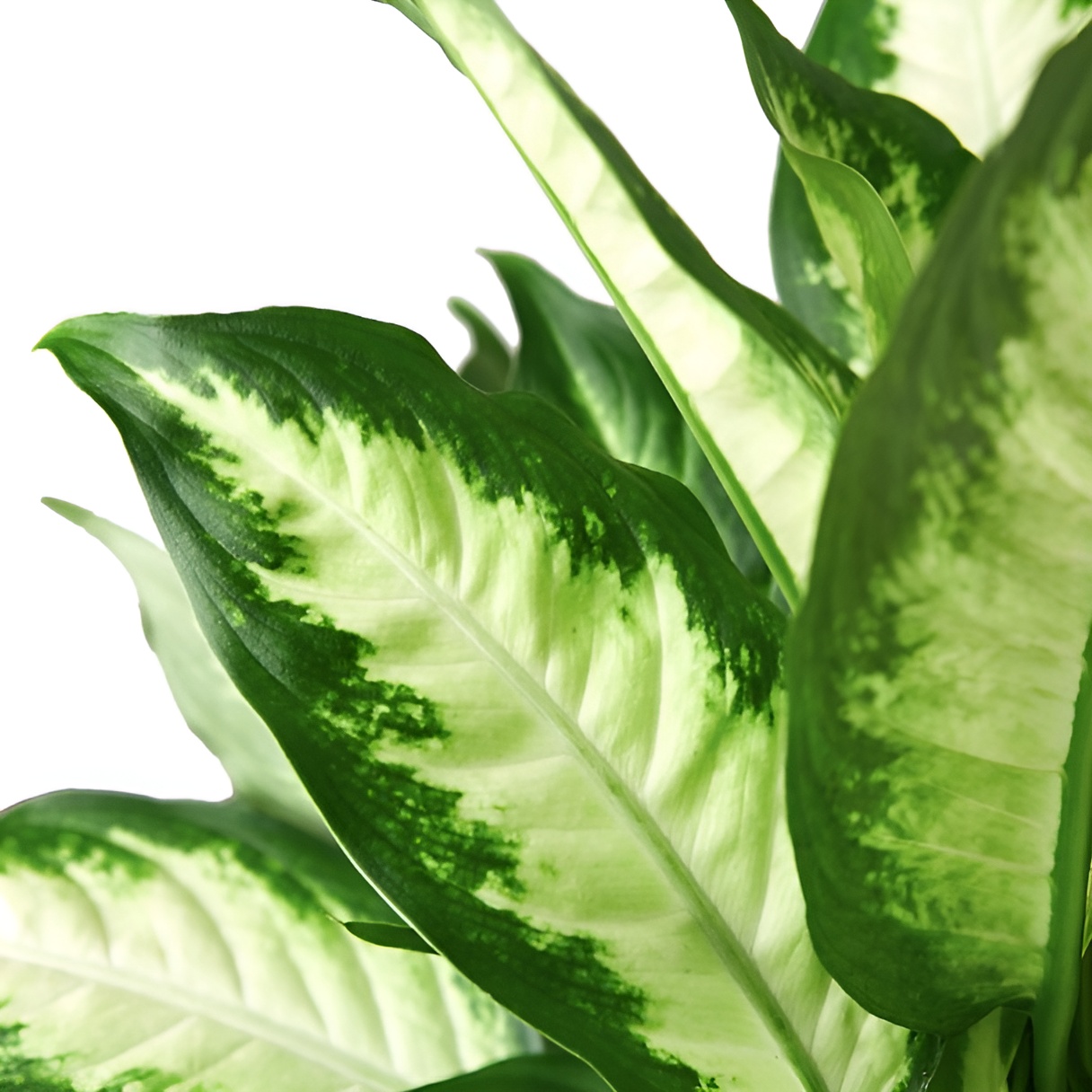 Диффенбахия Пятнистая Камилла (Dieffenbachia Maculata Camilla) D6см