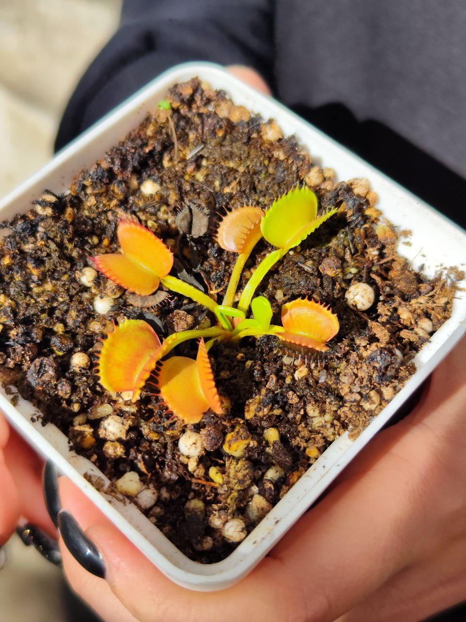Венерина Мухоловка, Дионея Басмати (Dionaea Muscipula GJ Basmati) D9см