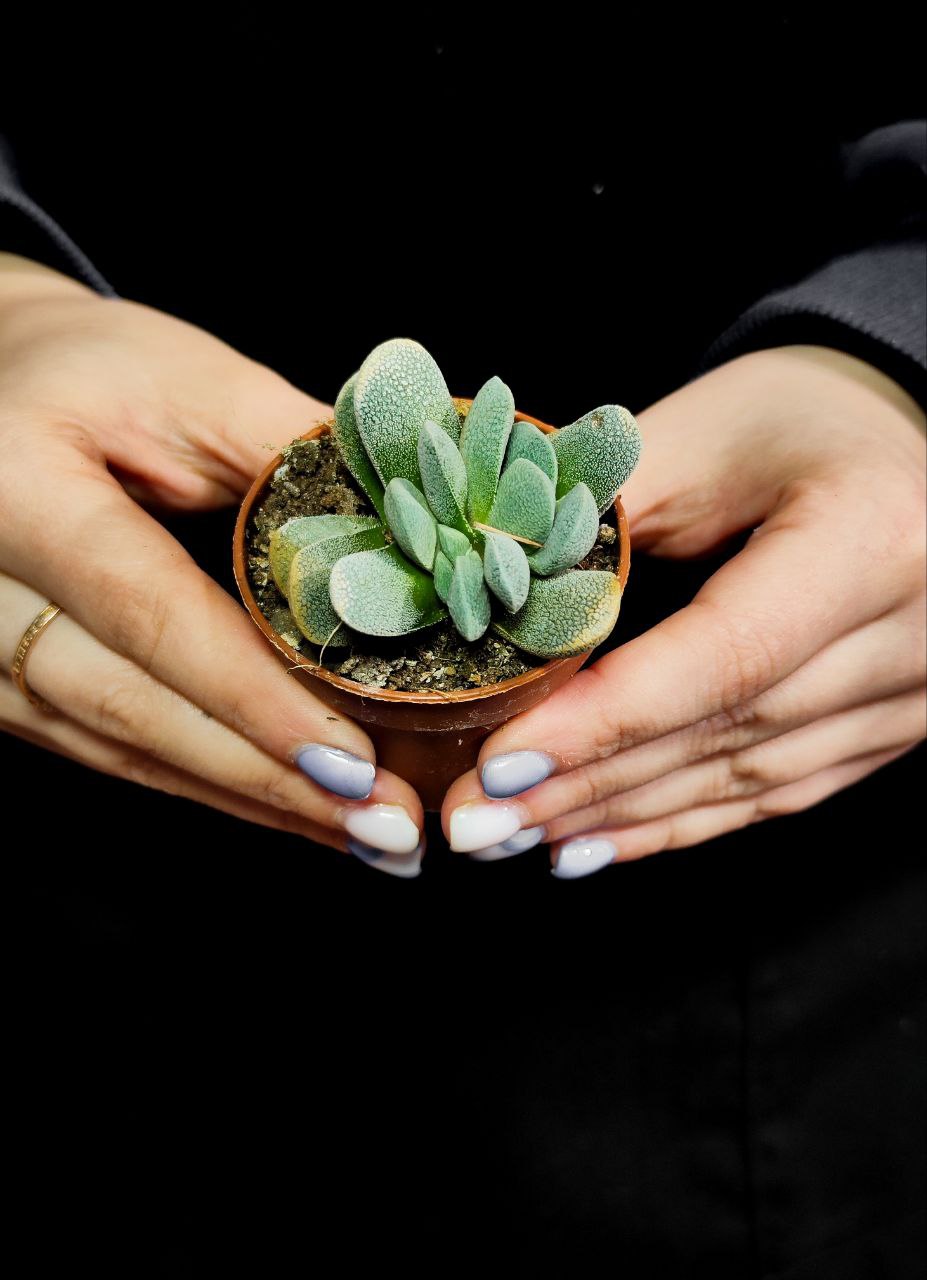 Крассула Текта (Crassula Tecta) D5см