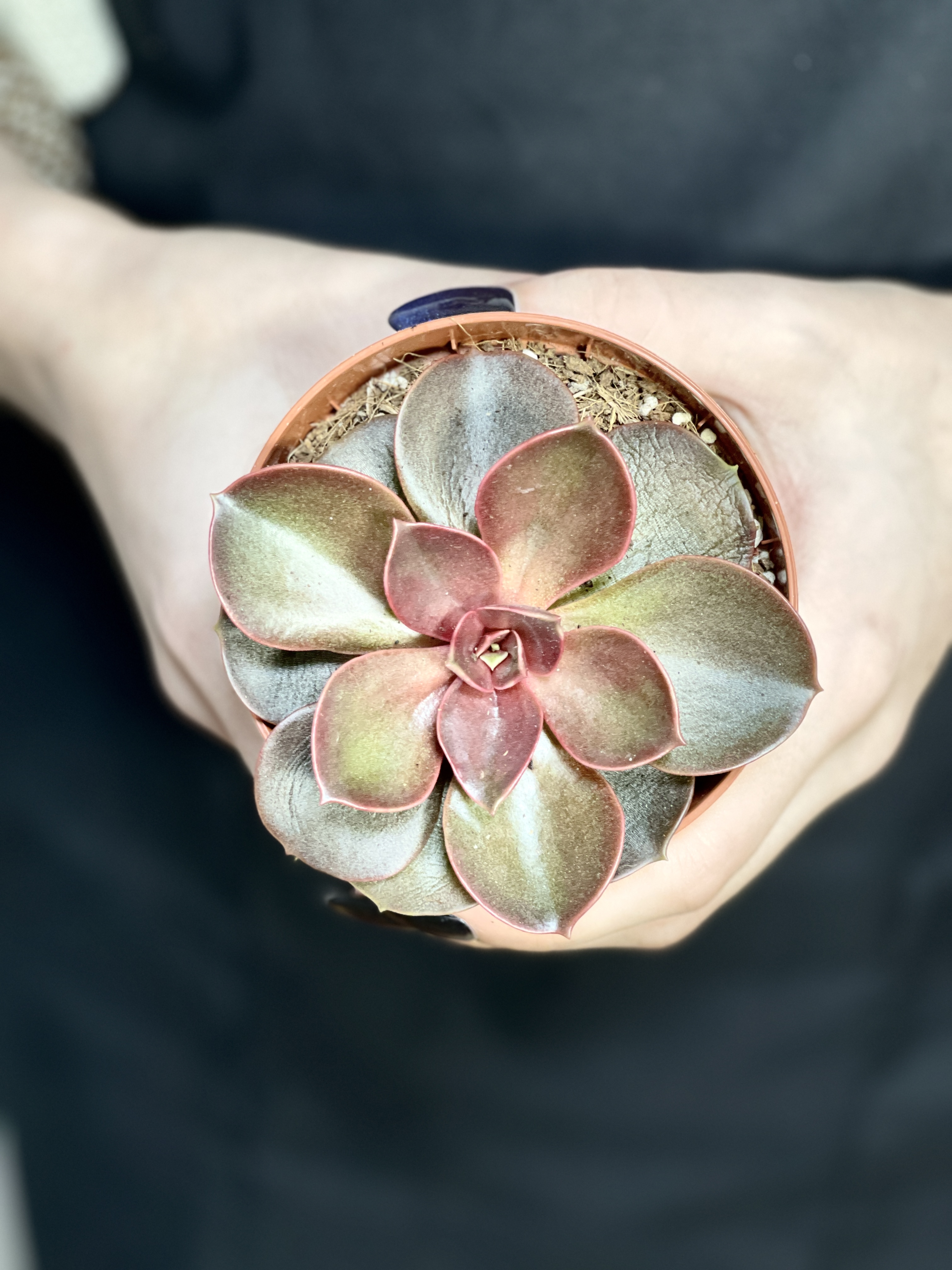 Эхеверия Мэджик Ред (Echeveria Magic Red) D8см