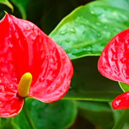 Антуриум Андре Красный (Anthurium Аndraeanum Red) D9см