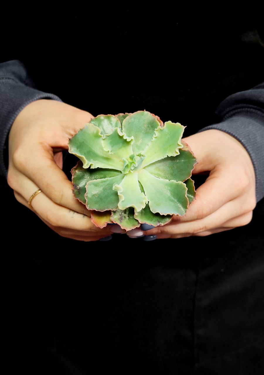 Эхеверия Шавиана Пинк Фриллс (Echeveria Shav.Pink Frills) D5см