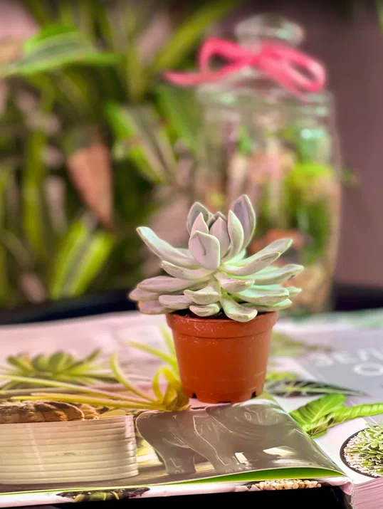 Пахифитум Брактеосум, или Прицветниковый (Pachyphytum Bracteosum) D5см