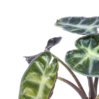 Алоказия Бамбино Вариегатная (Alocasia Green Bambino Variegated) D6см